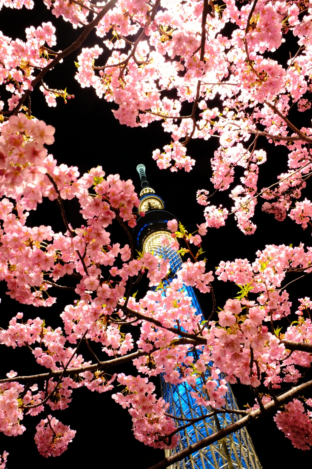 夜のライトアップされた東京スカイツリーと河津桜 Triphotograph 旅と写真と